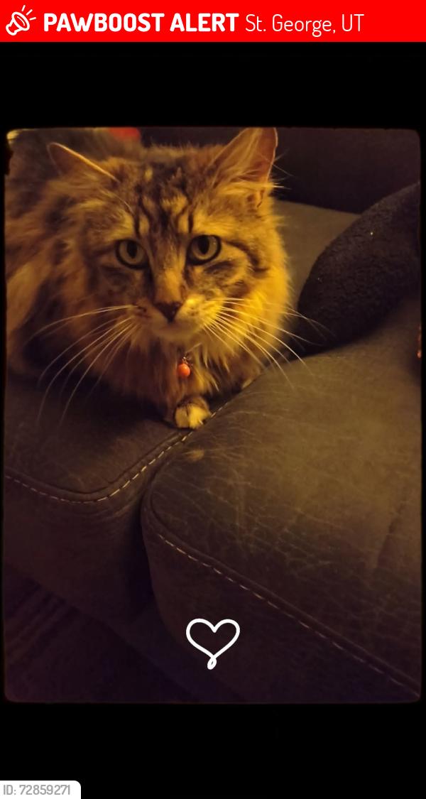 Lost Female Cat last seen Near East Middleton drive St George Utah , St. George, UT 84770