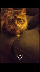 Lost Female Cat last seen Near East Middleton drive St George Utah , St. George, UT 84770