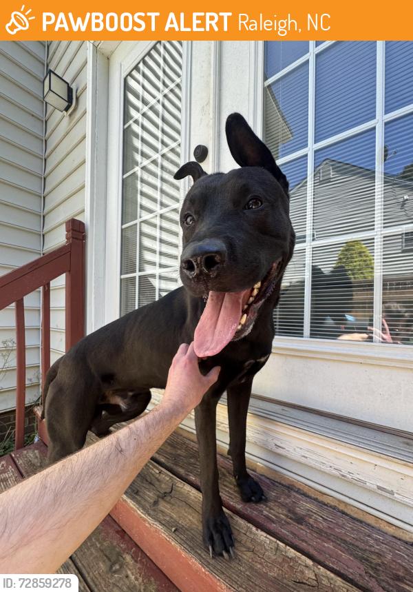 Found/Stray Male Dog last seen Alder Ridge Lane , Raleigh, NC 27603