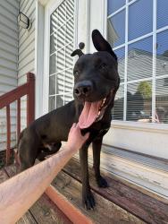 Found/Stray Male Dog last seen Alder Ridge Lane , Raleigh, NC 27603