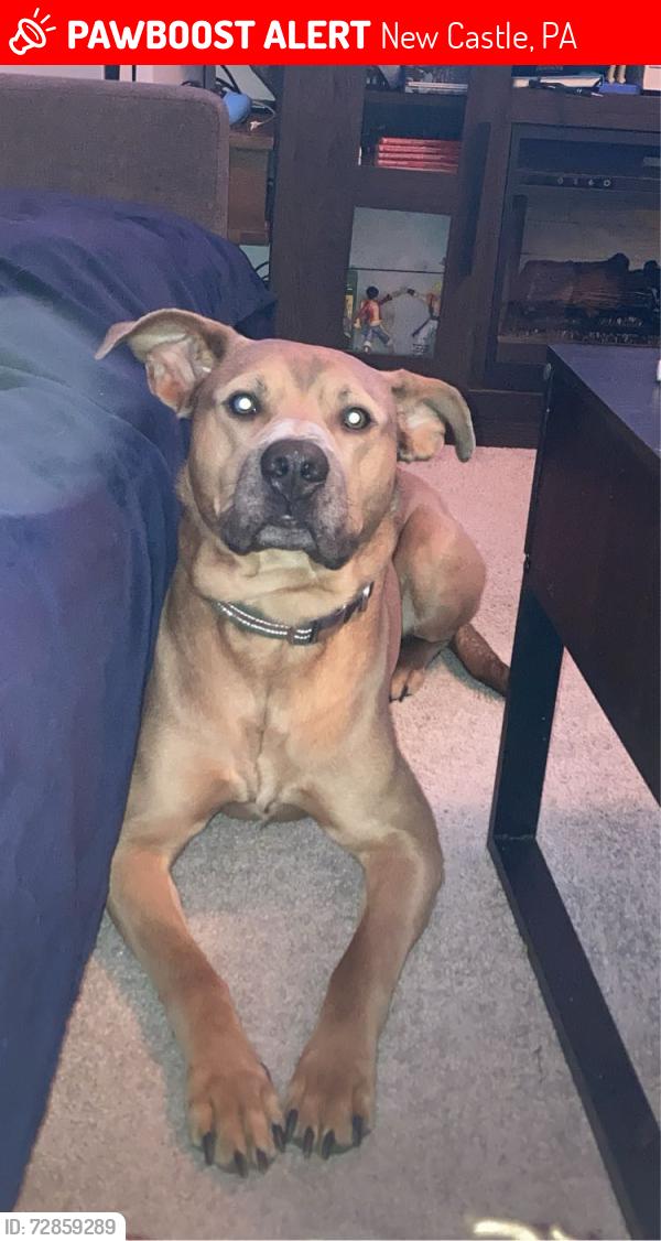 Lost Male Dog last seen Near n liberty st new castle pa 16102, New Castle, PA 16102