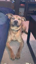 Lost Male Dog last seen Near n liberty st new castle pa 16102, New Castle, PA 16102