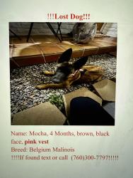 Lost Female Dog last seen Glenridge, Escondido, CA 92027