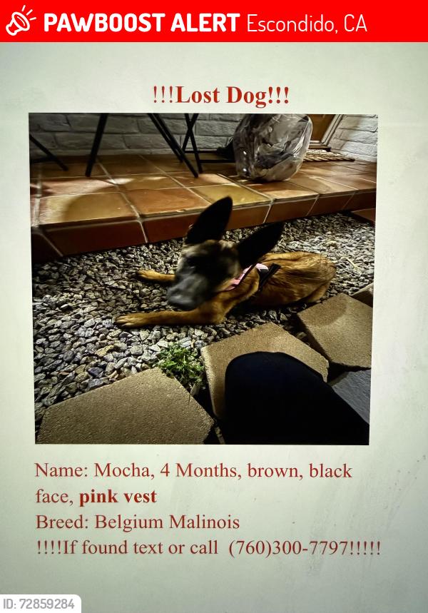 Lost Female Dog last seen Glenridge, Escondido, CA 92027