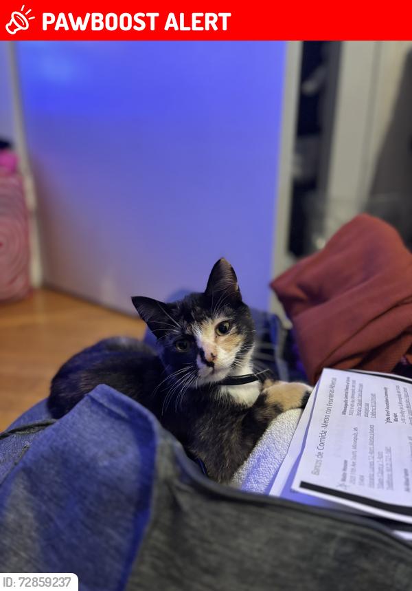 Lost Female Cat last seen Near address , Columbia Heights, MN 55421