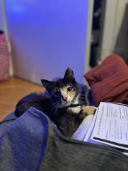 Lost Female Cat last seen Near address , Columbia Heights, MN 55421