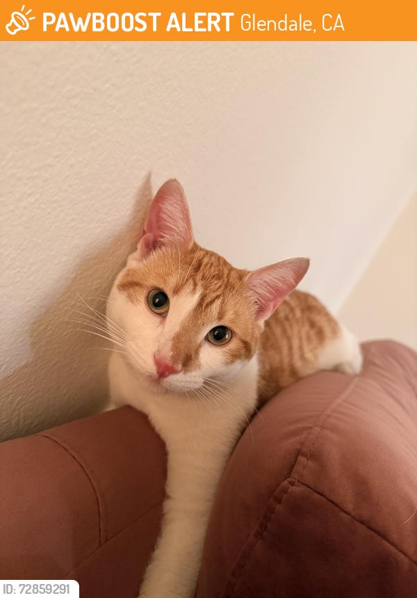 Found/Stray Male Cat last seen Wilson between Columbus & Pacific, Glendale, CA 91203