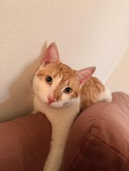 Found/Stray Male Cat last seen Wilson between Columbus & Pacific, Glendale, CA 91203