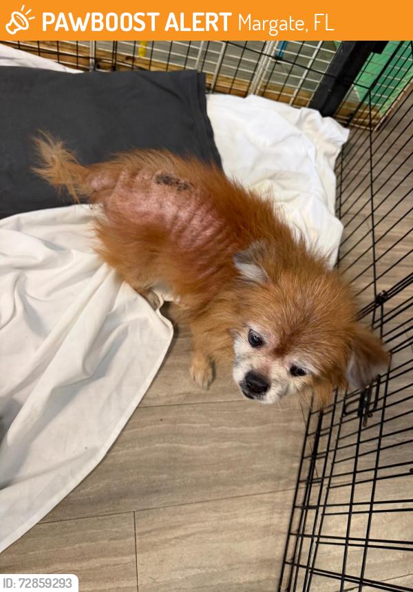 Found/Stray Male Dog last seen Near 5555 W Atlantic Blvd, Margate FL 33063, Margate, FL 33063