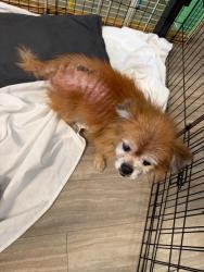 Found/Stray Male Dog last seen Near 5555 W Atlantic Blvd, Margate FL 33063, Margate, FL 33063