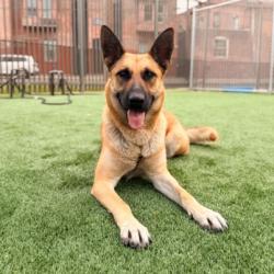 Shelter Stray Female Dog last seen , Los Angeles, CA 90031