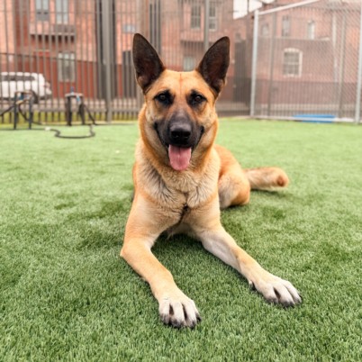 Shelter Stray Female Dog last seen , Los Angeles, CA 90031