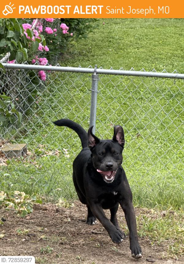 Found/Stray Unknown Dog last seen Near Pat drive , Saint Joseph, MO 64506