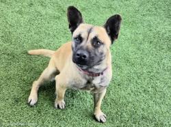 Shelter Stray Male Dog last seen , Los Angeles, CA 91405