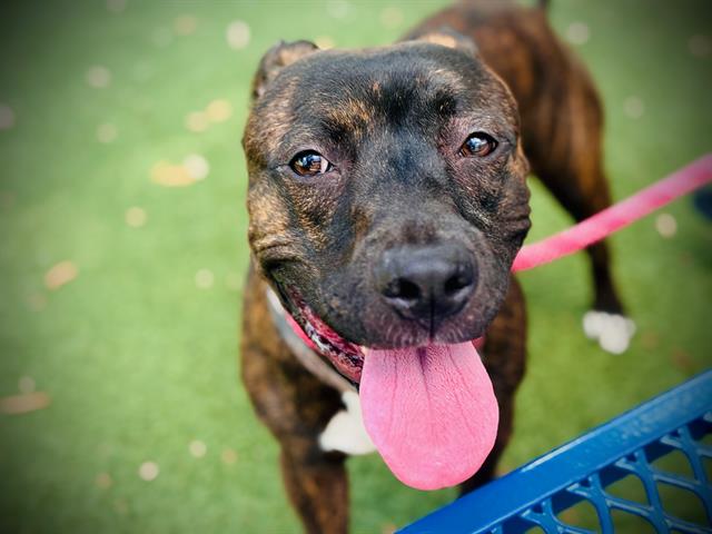 Shelter Stray Male Dog last seen , 2769 Conroy Rd, Orlando, FL 32839, USA