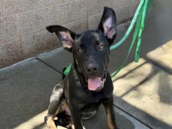 Shelter Stray Male Dog last seen , San Pedro, CA 90731