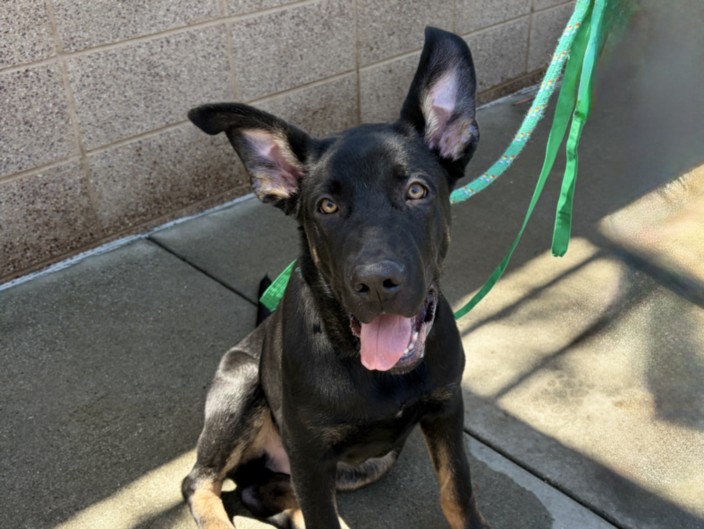 Shelter Stray Male Dog last seen , San Pedro, CA 90731