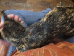 Found/Stray Female Cat last seen Freedom Elementry / Bison Court, Fort Worth, TX 76244