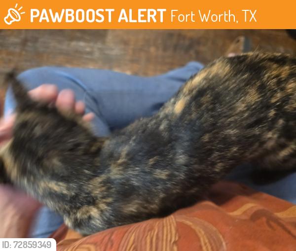 Found/Stray Female Cat last seen Freedom Elementry / Bison Court, Fort Worth, TX 76244