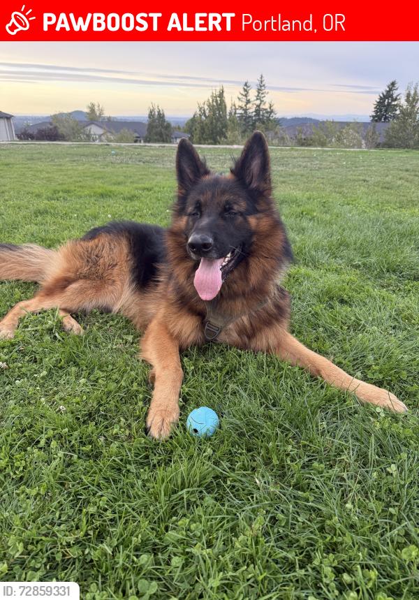 Lost Male Dog last seen 168th and Powell , Portland, OR 97236