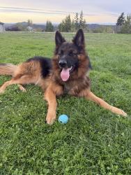 Lost Male Dog last seen 168th and Powell , Portland, OR 97236