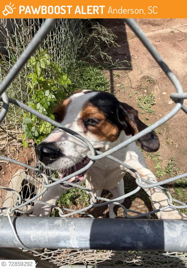 Found/Stray Female Dog last seen Keys street beside beaver creek , Anderson, SC 29624