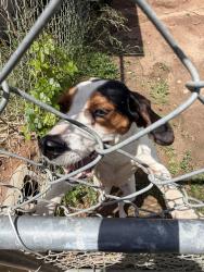 Found/Stray Female Dog last seen Keys street beside beaver creek , Anderson, SC 29624