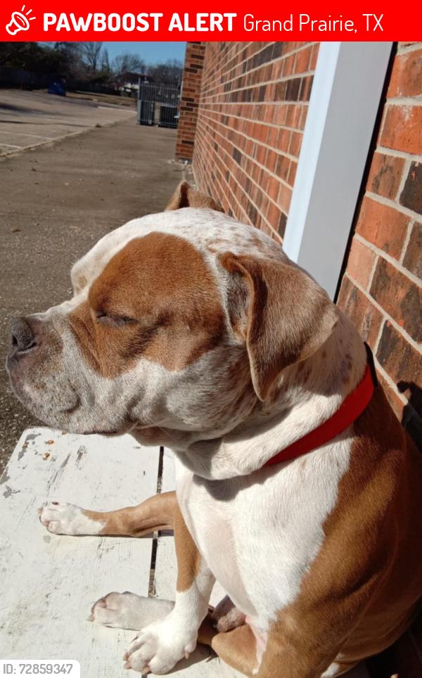 Lost Male Dog last seen Lisa Chicken area , Grand Prairie, TX 75051