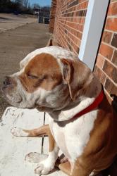 Lost Male Dog last seen Lisa Chicken area , Grand Prairie, TX 75051