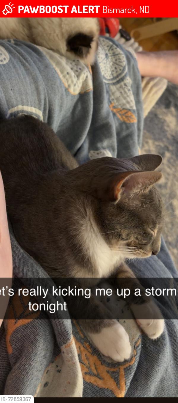 Lost Male Cat last seen Washington and broadway, Bismarck, ND 58501