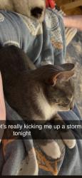 Lost Male Cat last seen Washington and broadway, Bismarck, ND 58501