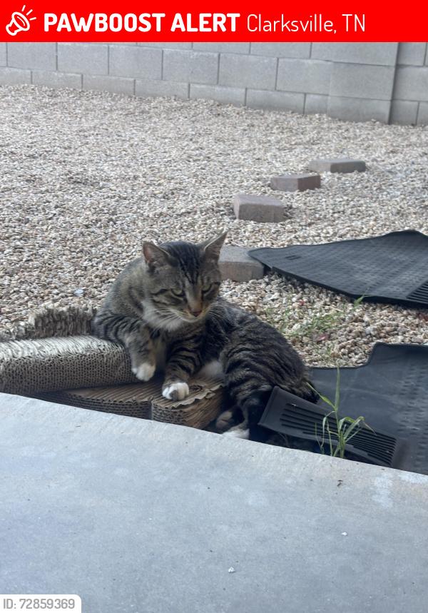 Lost Male Cat last seen Back of middle school , Clarksville, TN 37040