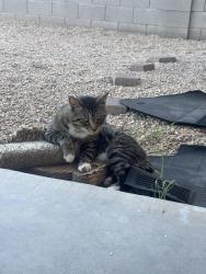 Lost Male Cat last seen Back of middle school , Clarksville, TN 37040