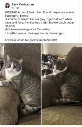 Lost Male Cat last seen East miller street and maple ave area Elmira /southport area , Elmira, NY 14904