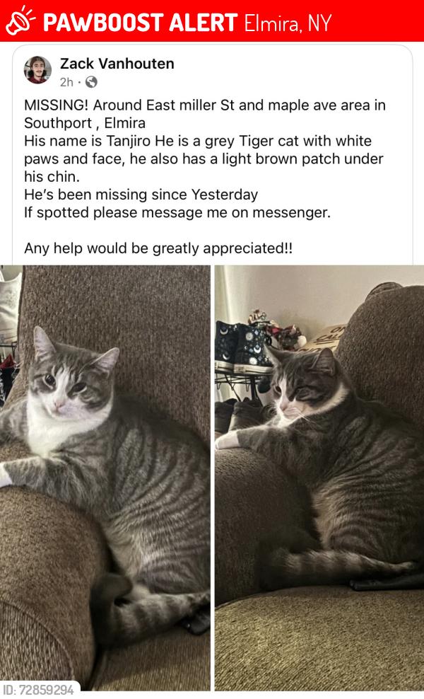 Lost Male Cat last seen East miller street and maple ave area Elmira /southport area , Elmira, NY 14904