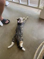 Lost Female Cat last seen Green Valley, Rescue, CA 95672