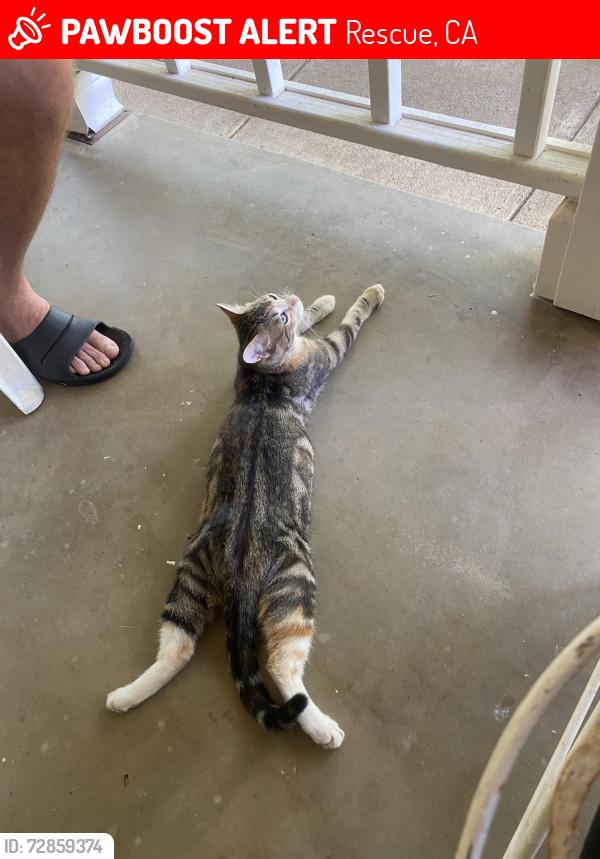 Lost Female Cat last seen Green Valley, Rescue, CA 95672