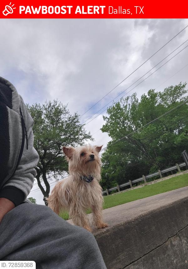 Lost Male Dog last seen He's a puppy, around 11 months old , Dallas, TX 75227