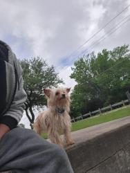 Lost Male Dog last seen He's a puppy, around 11 months old , Dallas, TX 75227