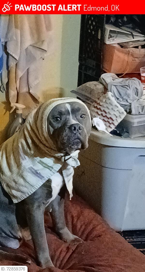 Lost Female Dog last seen 15th and broadway , Edmond, OK 73034