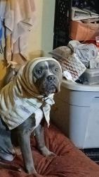 Lost Female Dog last seen 15th and broadway , Edmond, OK 73034