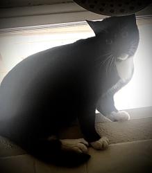 Lost Male Cat last seen Mesa Ridge Dr x Empire Mine Rd Antioch, Antioch, CA 94531