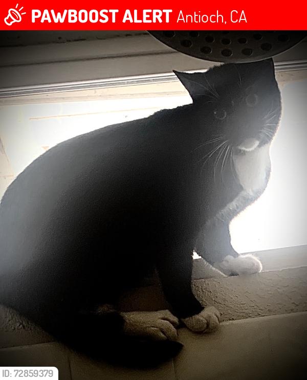 Lost Male Cat last seen Mesa Ridge Dr x Empire Mine Rd Antioch, Antioch, CA 94531