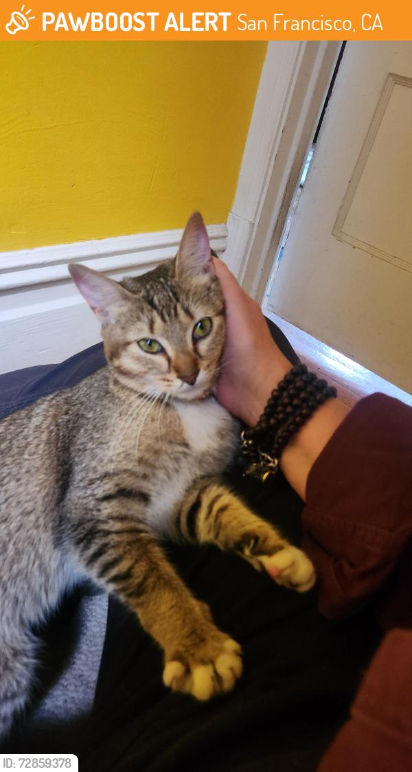 Found/Stray Female Cat last seen Broadway between Fillmore & Webster, San Francisco, CA 94123