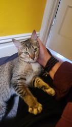 Found/Stray Female Cat last seen Broadway between Fillmore & Webster, San Francisco, CA 94123