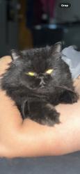 Lost Male Cat last seen Bailey Ave , San Antonio, TX 78210