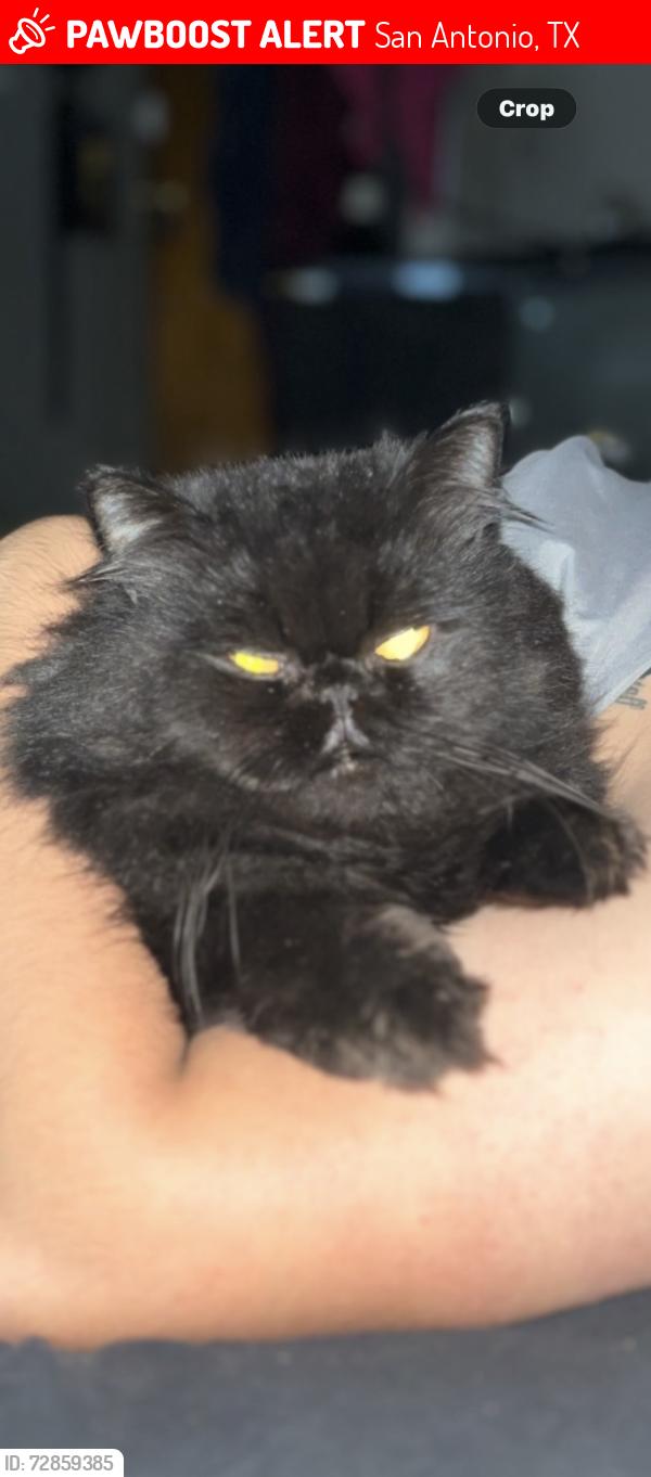 Lost Male Cat last seen Bailey Ave , San Antonio, TX 78210