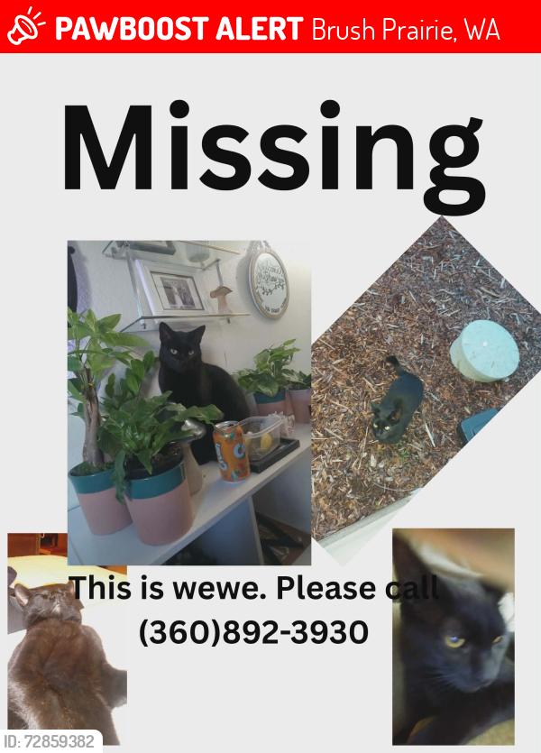 Lost Male Cat last seen Prairie Feild , Brush Prairie, WA 98606