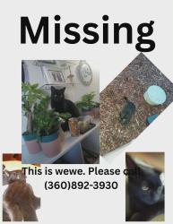 Lost Male Cat last seen Prairie Feild , Brush Prairie, WA 98606
