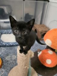 Shelter Stray Male Cat last seen Vanceboro, NC 28586, New Bern, NC 28562